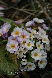 Attēlu rezultāti vaicājumam “Primula x polyantha”