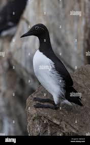 Image result for Uria aalge