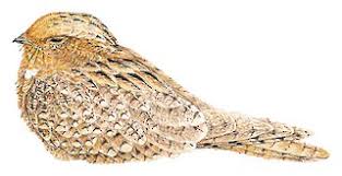 Attēlu rezultāti vaicājumam “Caprimulgus europaeus adult”