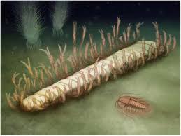 Attēlu rezultāti vaicājumam “Rhabdomiris striatellus imago”