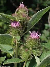 Attēlu rezultāti vaicājumam “Arctium tomentosum flower”
