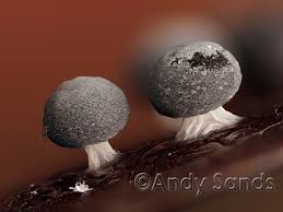 Attēlu rezultāti vaicājumam “Didymium squamulosum macro”