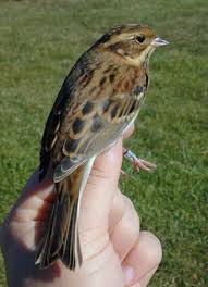 Image result for Emberiza rustica
