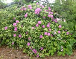 Attēlu rezultāti vaicājumam “Rhododendron catawbiense”