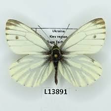 Attēlu rezultāti vaicājumam “Pieris napi male”