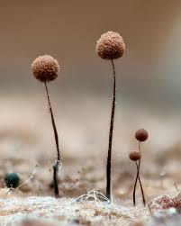 Attēlu rezultāti vaicājumam “Comatricha nigra spores”