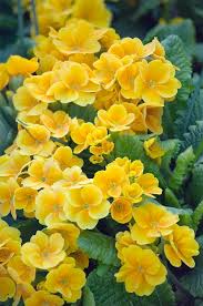 Attēlu rezultāti vaicājumam “Primula veris”