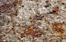 Attēlu rezultāti vaicājumam “Trichia longipalpis”