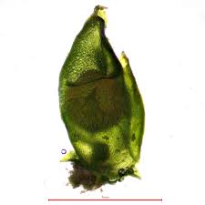 Attēlu rezultāti vaicājumam “Acaulon muticum sporophyte”