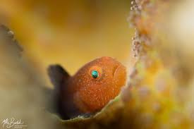 Attēlu rezultāti vaicājumam “Dianema nivale macro”