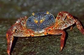 Attēlu rezultāti vaicājumam “Crustacea”