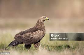 Attēlu rezultāti vaicājumam “Aquila pomarina”