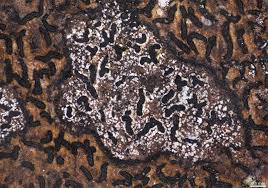 Attēlu rezultāti vaicājumam “Opegrapha rufescens”