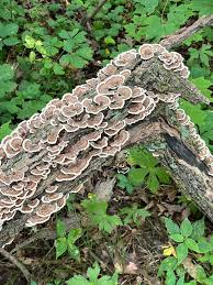Attēlu rezultāti vaicājumam “Trametes versicolor”
