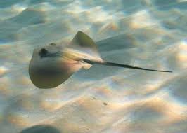 Image result for Dasyatis pastinaca