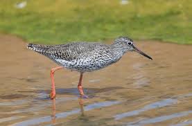 Attēlu rezultāti vaicājumam “Tringa totanus adult”