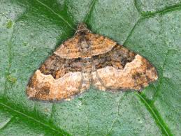 Attēlu rezultāti vaicājumam “Xanthorhoe biriviata”