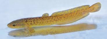 Image result for Lota lota