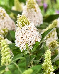 Image result for Buddleja davidii