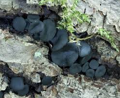 Attēlu rezultāti vaicājumam “Holwaya mucida”