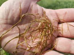 Attēlu rezultāti vaicājumam “Potamogeton trichoides”