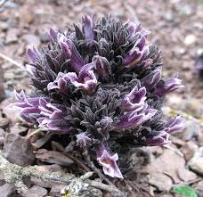 Attēlu rezultāti vaicājumam “Orobanche reticulata flower”