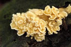 Attēlu rezultāti vaicājumam “Antrodiella serpula”