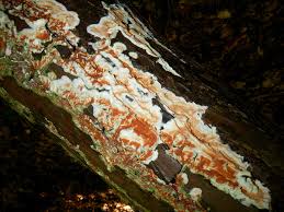 Attēlu rezultāti vaicājumam “Gloeoporus taxicola”