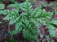 Attēlu rezultāti vaicājumam “Botrychium multifidum”