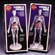 better model of man