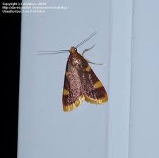 Attēlu rezultāti vaicājumam “Hypsopygia costalis”