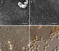 Attēlu rezultāti vaicājumam “Tubifera ferruginosa (subsp. ferruginosa)”