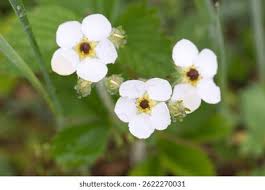 Attēlu rezultāti vaicājumam “Fragaria vesca flower”