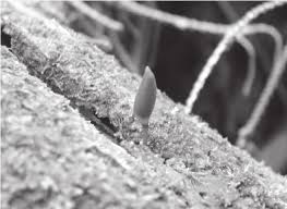 Attēlu rezultāti vaicājumam “Blepharostoma trichophyllum sporophyte”