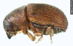 Attēlu rezultāti vaicājumam “Scolytidae”