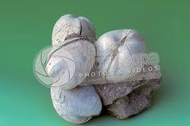 Attēlu rezultāti vaicājumam “Physarum bivalve sessile”