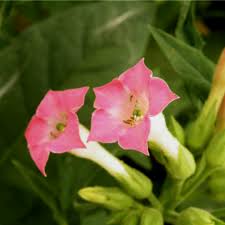 Attēlu rezultāti vaicājumam “Nicotiana tabacum flower”
