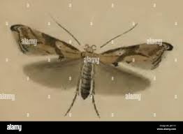 Attēlu rezultāti vaicājumam “Epermenia falciformis”