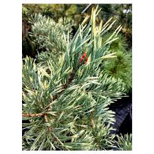 Attēlu rezultāti vaicājumam “Pinus sylvestris leaf”