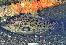 Image result for Mycteroperca olfax