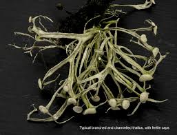 Attēlu rezultāti vaicājumam “Ramalina calicaris”