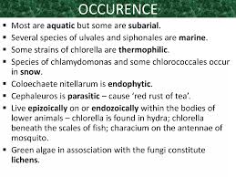 Attēlu rezultāti vaicājumam “Chlorophyta”