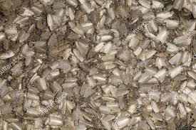 Attēlu rezultāti vaicājumam “Aphelia paleana”