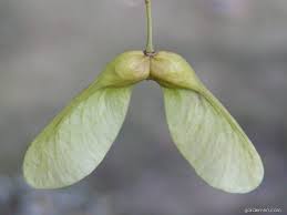 Attēlu rezultāti vaicājumam “Acer pseudoplatanus fruit”