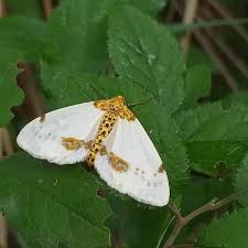 Attēlu rezultāti vaicājumam “Abraxas sylvata imago”