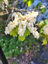 Attēlu rezultāti vaicājumam “Chamaedaphne calyculata flower”