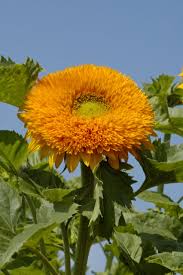 Attēlu rezultāti vaicājumam “Helianthus annuus flower”