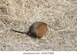 Attēlu rezultāti vaicājumam “Muridae”