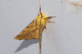 Attēlu rezultāti vaicājumam “Ennomos alniaria”