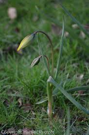 Attēlu rezultāti vaicājumam “Tulipa sylvestris bud”